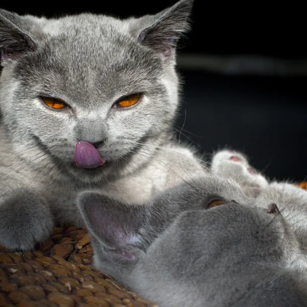Photoshooting With My Cats