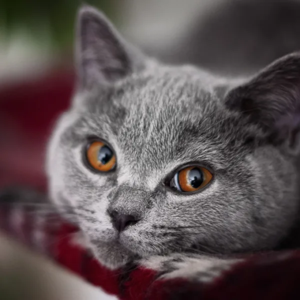Photoshooting With My Cats