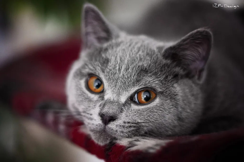 Photoshooting With My Cats
