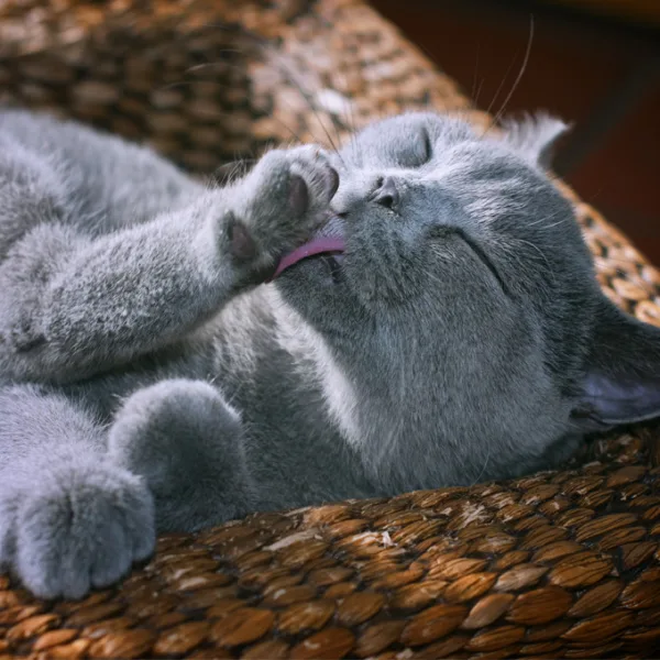 Photoshooting With My Cats