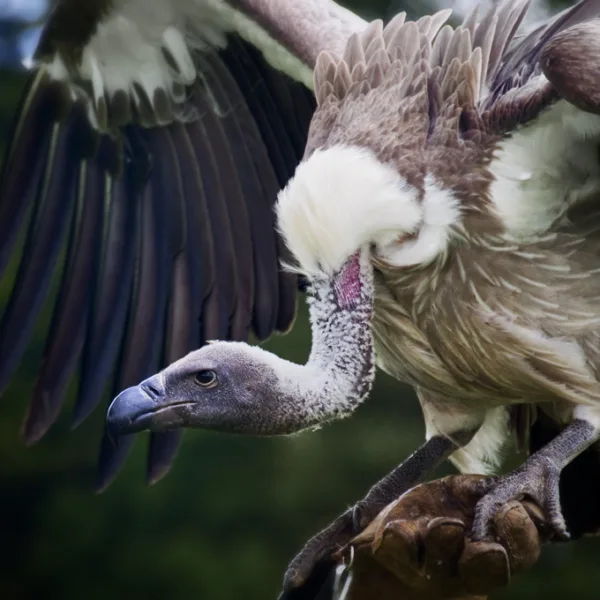 Vulture