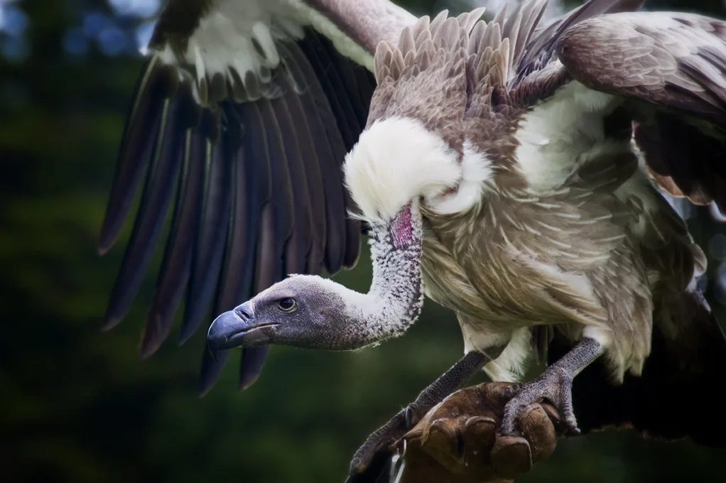 Vulture