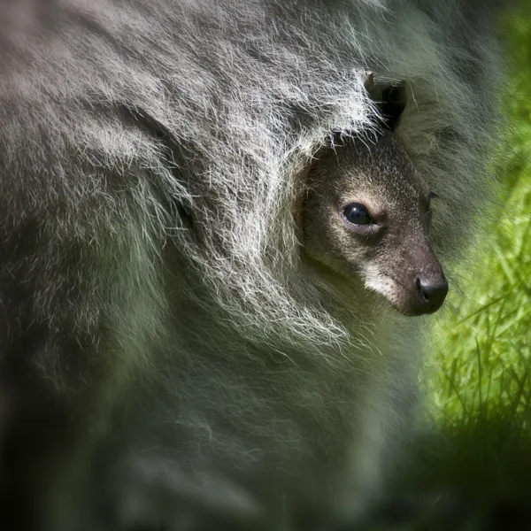 Kangaroo Baby