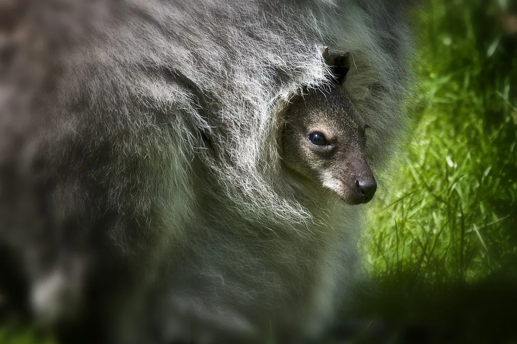 Kangaroo Baby