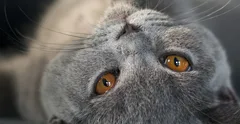 My Calendars British Shorthair