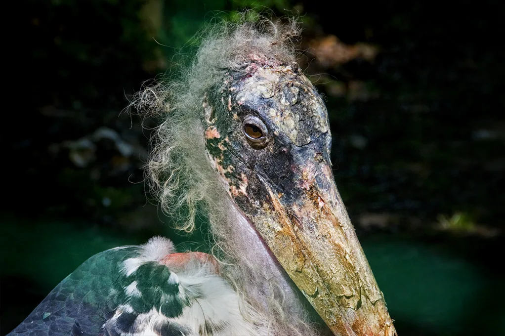 Marabu