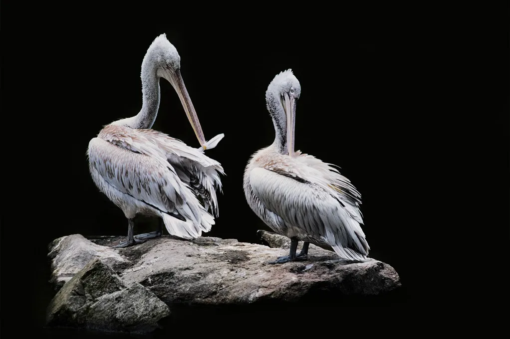 Pelicans