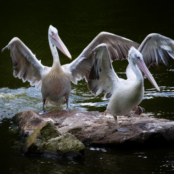 Pelicans