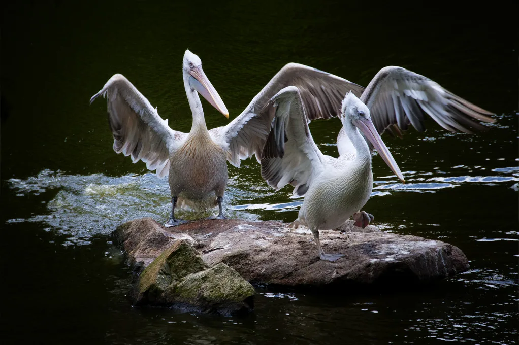 Pelicans