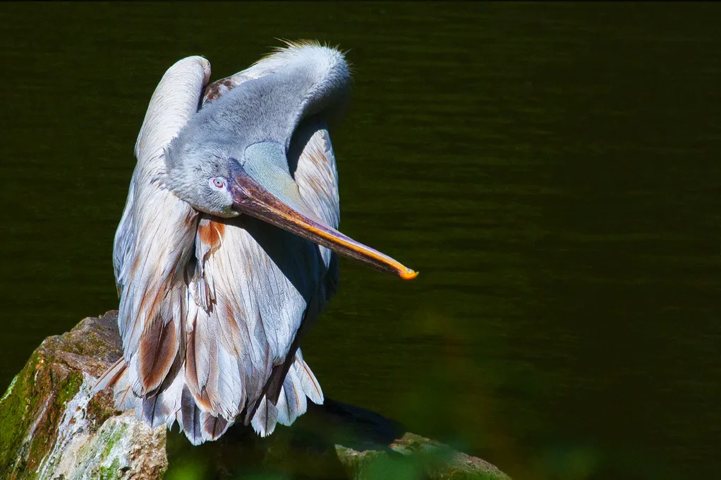 Pelican